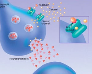 The working mechanism of Lyrica